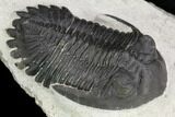 Detailed Hollardops Trilobite - Large For Species #126286-3
